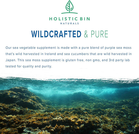 Holistic Bin Purple Sea Moss & Sea Cucumber Supplement — Wildcrafted Raw Sea Moss Capsules | 500mg Sea Vegetables Per Serving